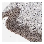 Merck Anti-C7orf25 antibody produced in rabbit