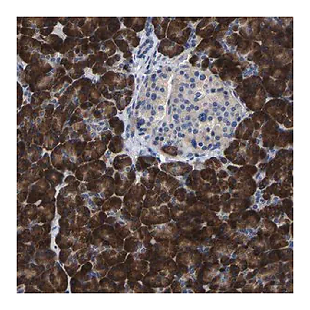 Merck Anti-SLC12A2 antibody produced in rabbit