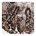 Merck Anti-AMZ1 antibody produced in rabbit