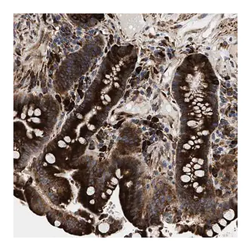 Merck Anti-AMZ1 antibody produced in rabbit