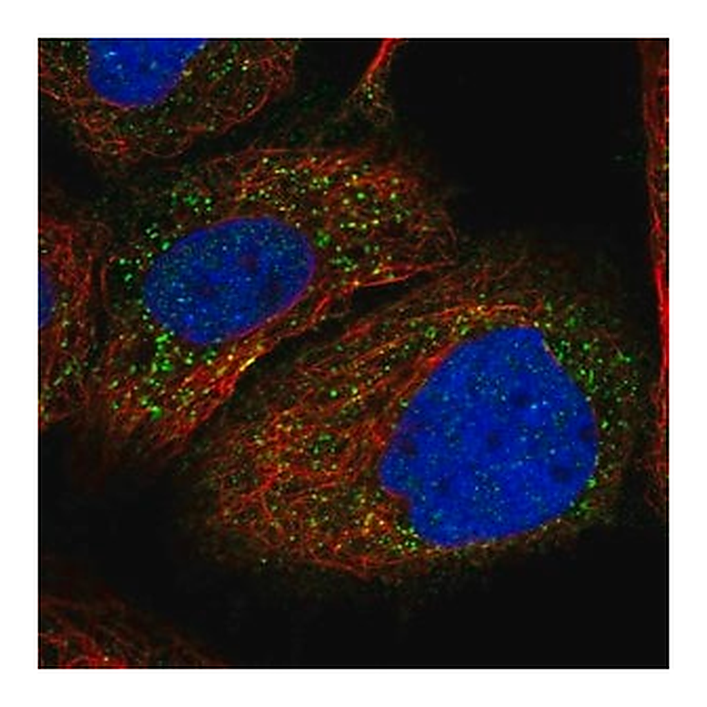 Merck Anti-PEX1 antibody produced in rabbit