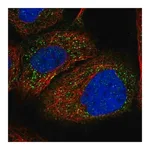 Merck Anti-PEX1 antibody produced in rabbit