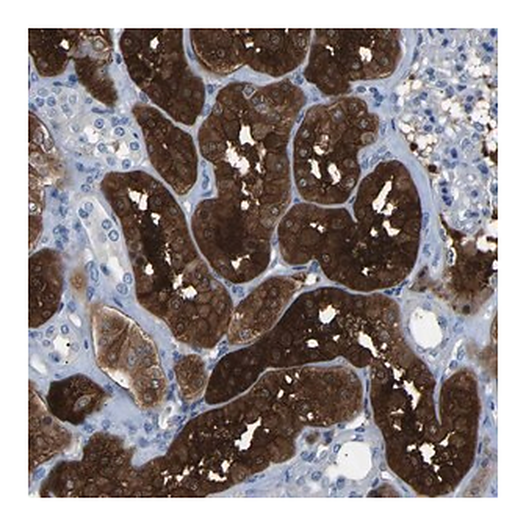 Merck Anti-DNAAF5 antibody produced in rabbit