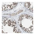 Merck Anti-ZNF783 antibody produced in rabbit