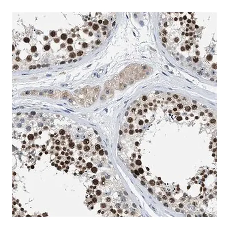 Merck Anti-ZNF783 antibody produced in rabbit