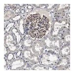 Merck Anti-TSPAN33 antibody produced in rabbit