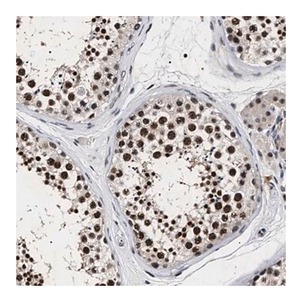 Merck Anti-RRP1B antibody produced in rabbit