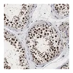 Merck Anti-RRP1B antibody produced in rabbit