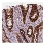 Merck Anti-DUSP16 antibody produced in rabbit