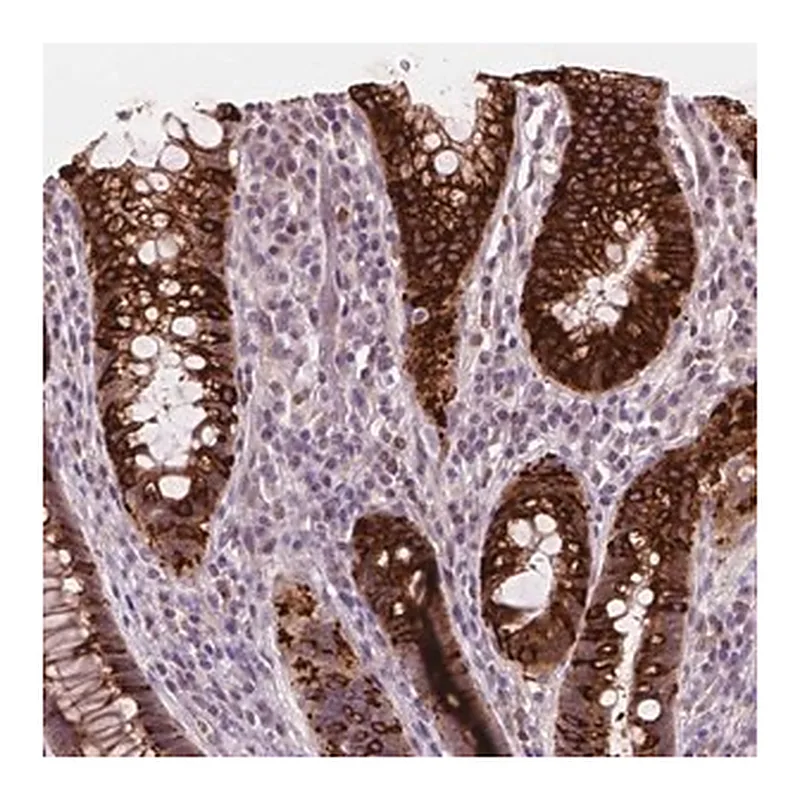 Merck Anti-DUSP16 antibody produced in rabbit