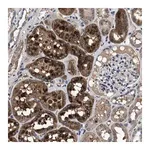 Merck Anti-CACNA1D antibody produced in rabbit
