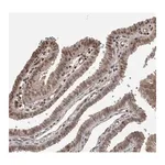Merck Anti-ZNF592 antibody produced in rabbit