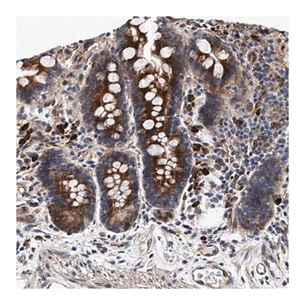Merck Anti-IFT74 antibody produced in rabbit