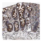 Merck Anti-IFT74 antibody produced in rabbit