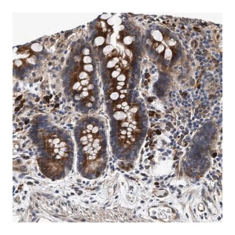 Merck Anti-IFT74 antibody produced in rabbit