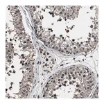 Merck Anti-RSBN1L antibody produced in rabbit