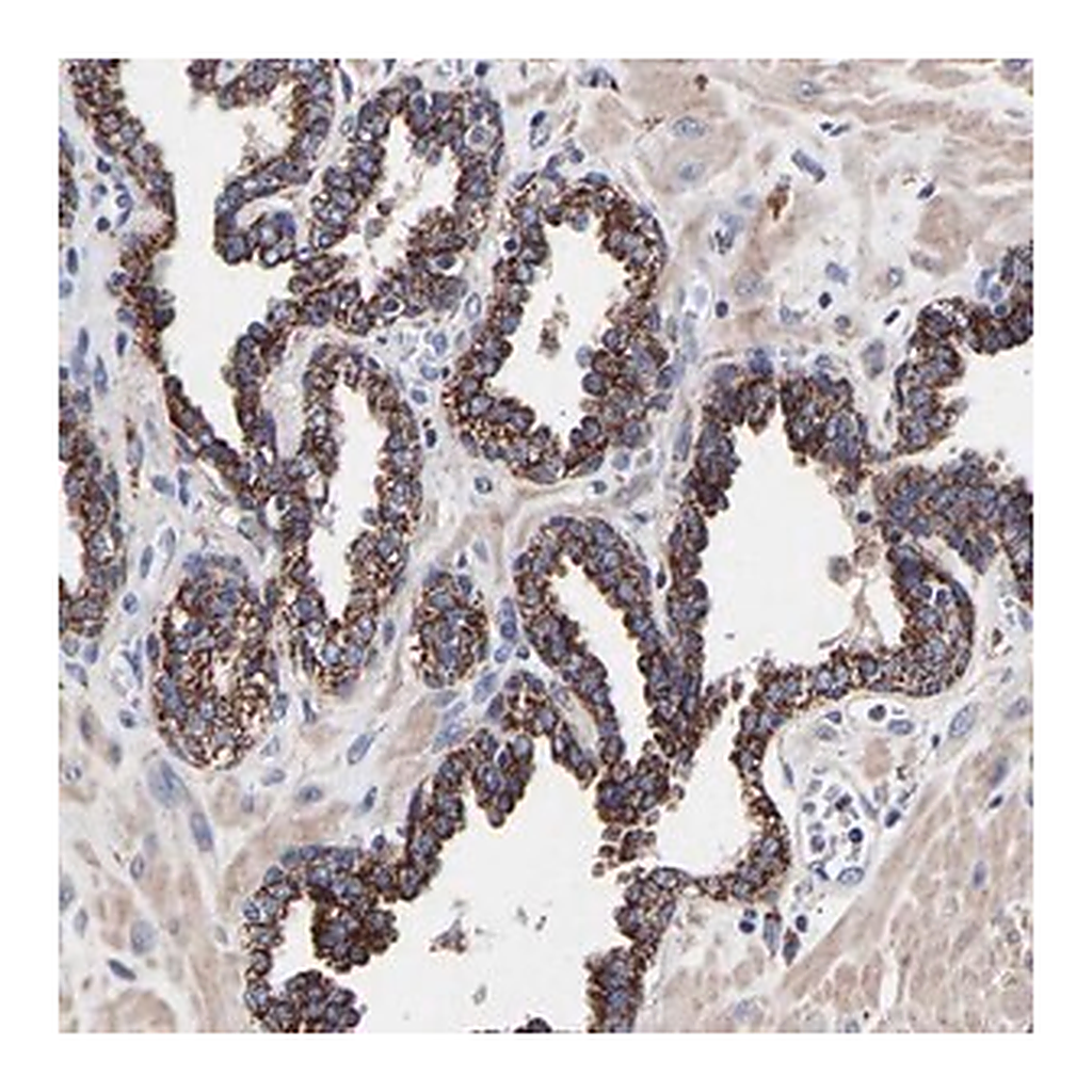 Merck Anti-SEM1 antibody produced in rabbit