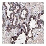 Merck Anti-SEM1 antibody produced in rabbit