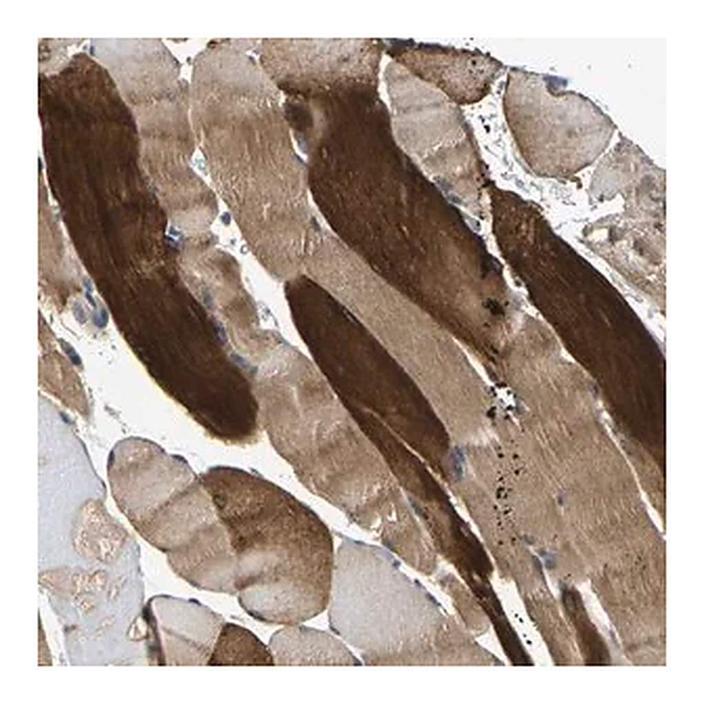 Merck Anti-AGBL3 antibody produced in rabbit