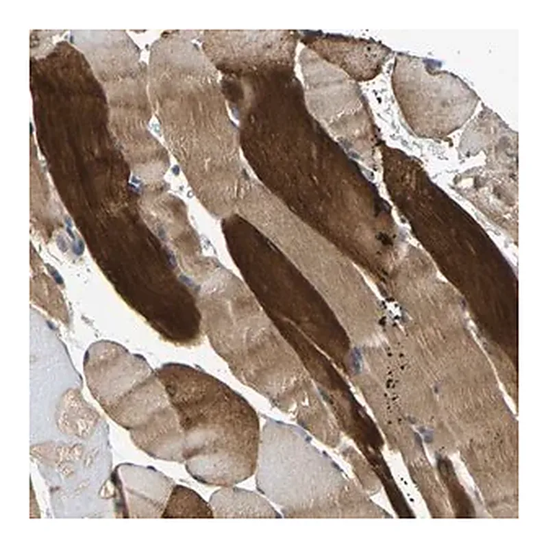 Merck Anti-AGBL3 antibody produced in rabbit