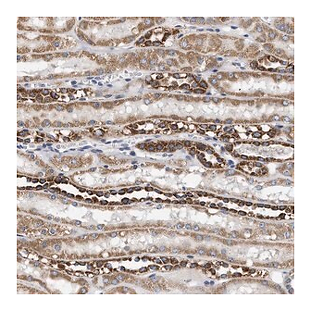 Merck Anti-TMEM168 antibody produced in rabbit