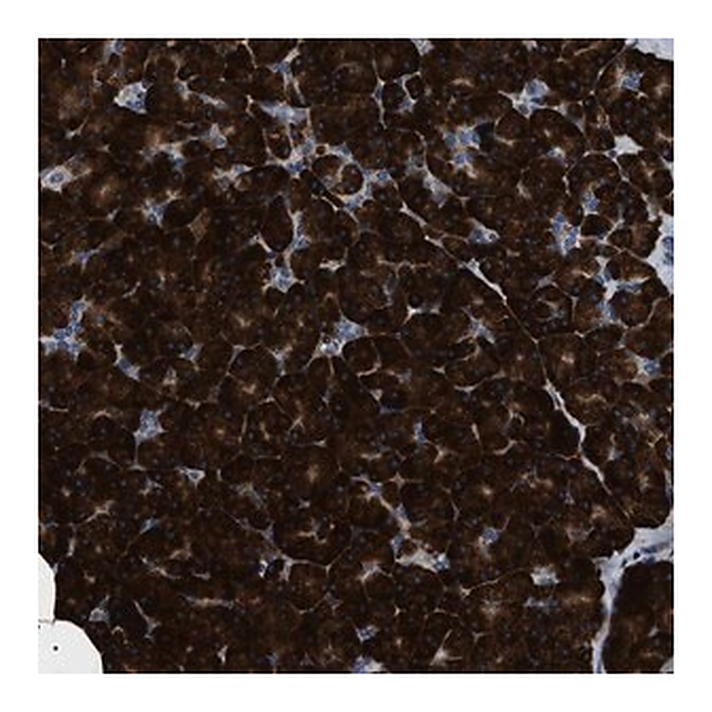 Merck Anti-ZC3HAV1L antibody produced in rabbit