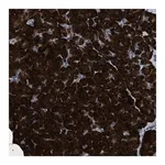 Merck Anti-ZC3HAV1L antibody produced in rabbit