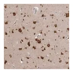 Merck Anti-RASAL2 antibody produced in rabbit