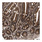Merck Anti-CIDEC antibody produced in rabbit