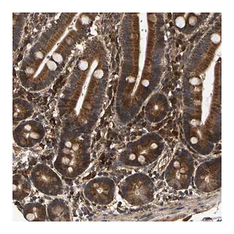 Merck Anti-CIDEC antibody produced in rabbit