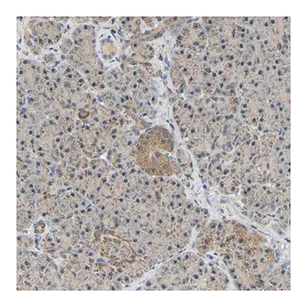Merck Anti-GCAT antibody produced in rabbit