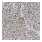 Merck Anti-GCAT antibody produced in rabbit