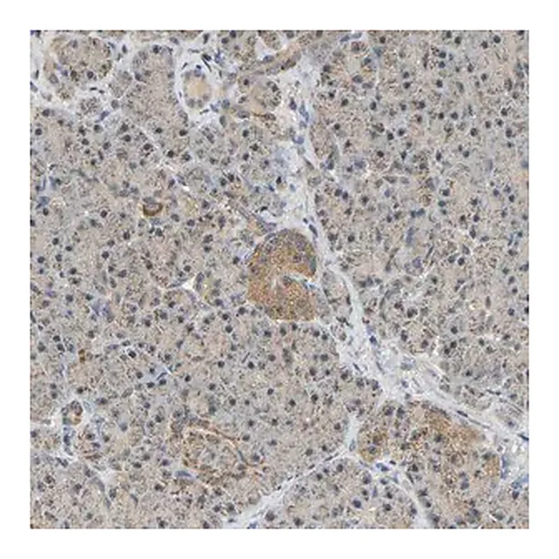 Merck Anti-GCAT antibody produced in rabbit