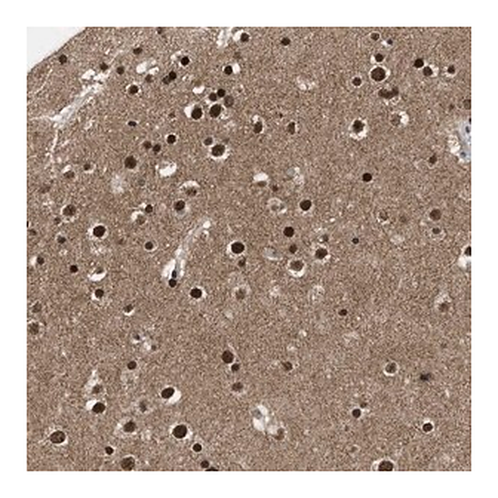 Merck Anti-ZNF346 antibody produced in rabbit