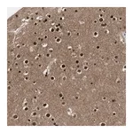 Merck Anti-ZNF346 antibody produced in rabbit