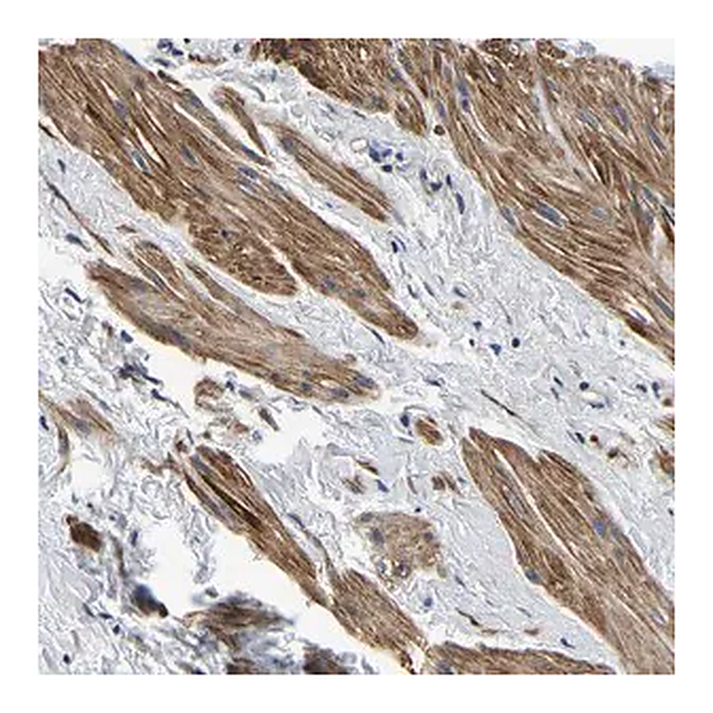 Merck Anti-KCTD17 antibody produced in rabbit