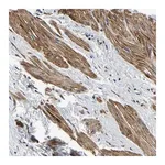 Merck Anti-KCTD17 antibody produced in rabbit