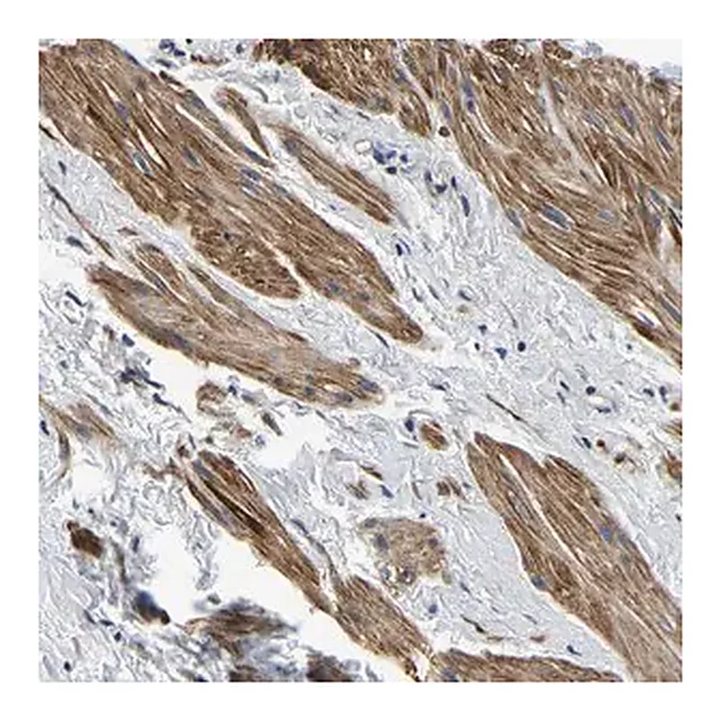 Merck Anti-KCTD17 antibody produced in rabbit