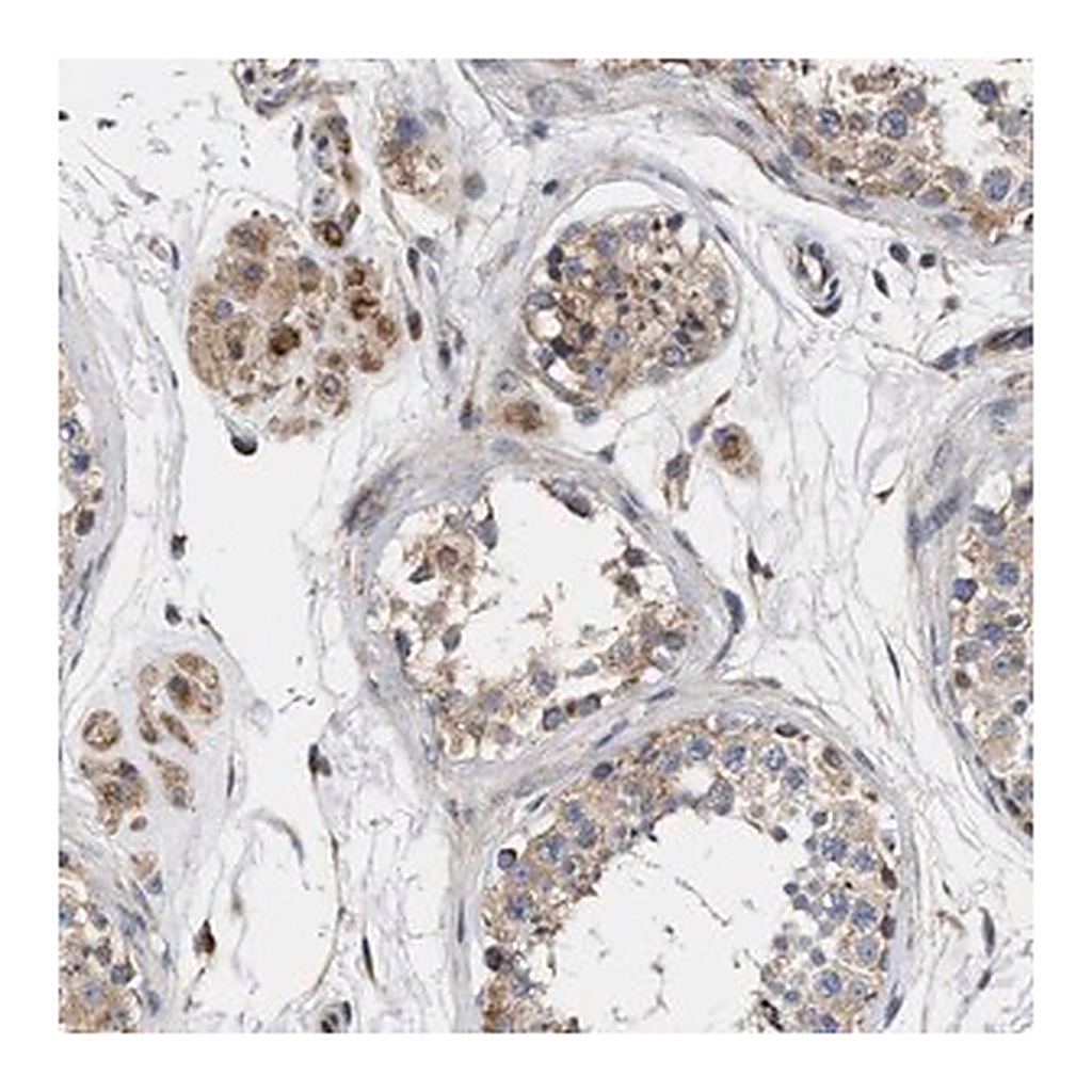 Merck Anti-MALSU1 antibody produced in rabbit