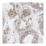 Merck Anti-MALSU1 antibody produced in rabbit