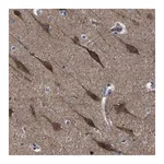 Merck Anti-PAK5 antibody produced in rabbit