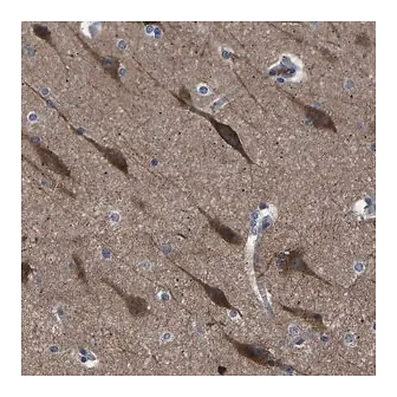 Merck Anti-PAK5 antibody produced in rabbit