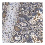 Merck Anti-BCL7C antibody produced in rabbit
