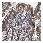 Merck Anti-USP4 antibody produced in rabbit