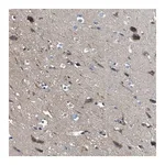 Merck Anti-SLC38A6 antibody produced in rabbit