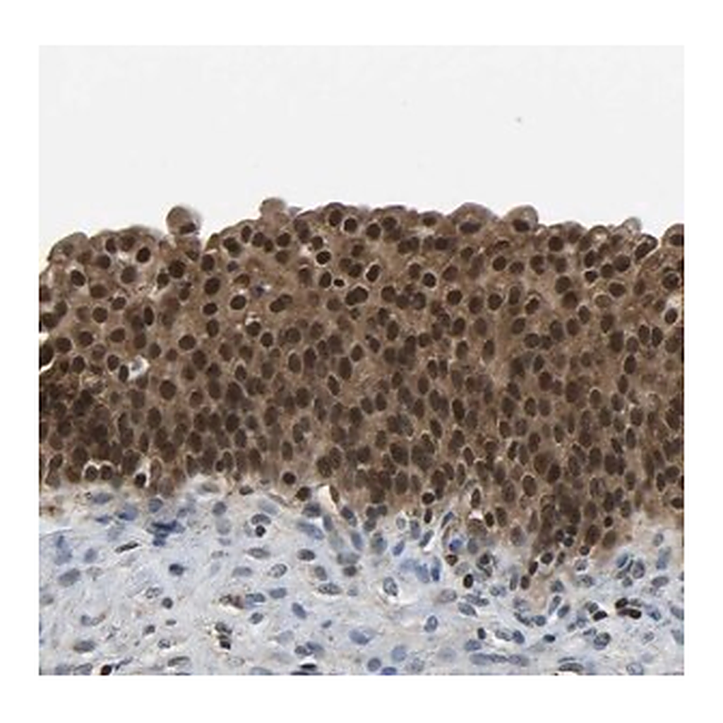 Merck Anti-DFFA antibody produced in rabbit