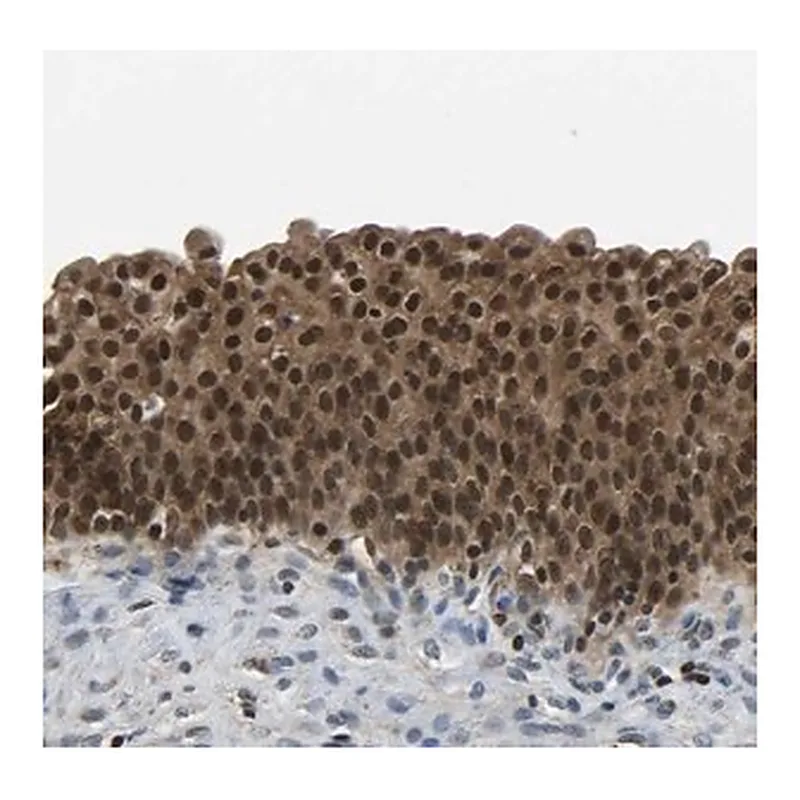 Merck Anti-DFFA antibody produced in rabbit