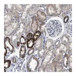 Merck Anti-DHX58 antibody produced in rabbit