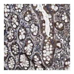 Merck Anti-ANGPT1 antibody produced in rabbit
