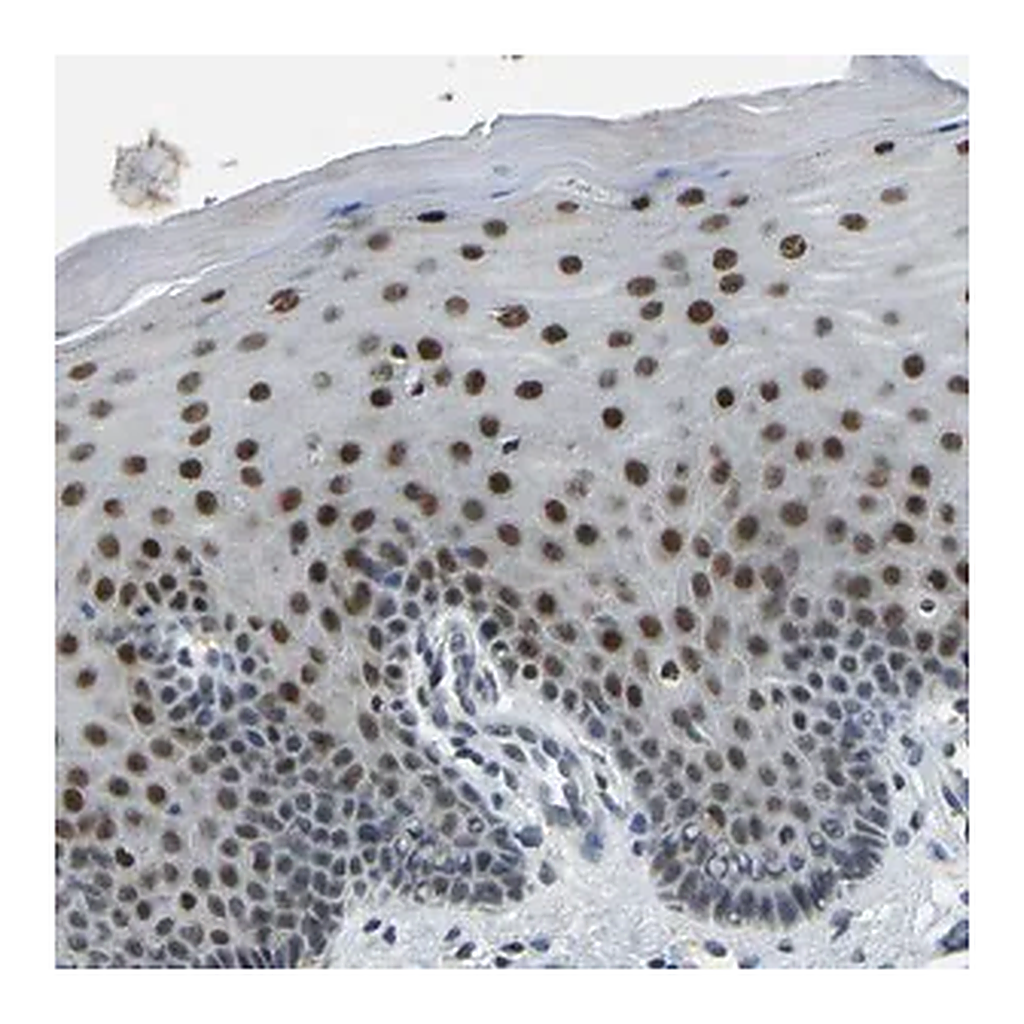 Merck Anti-FOS antibody produced in rabbit